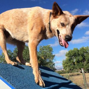 Santa Fe Dog Sports Classes